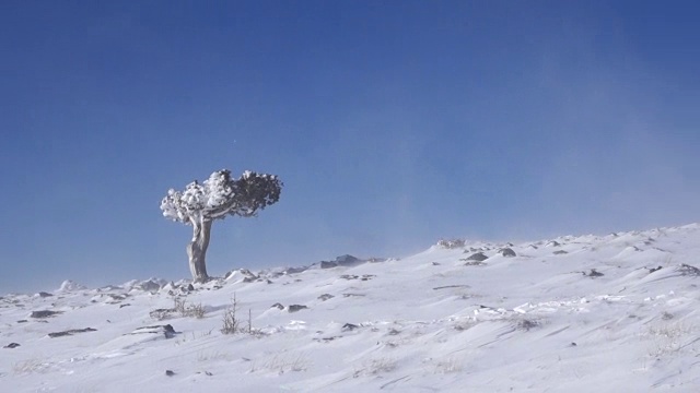 孤树在暴风雪的山上视频素材