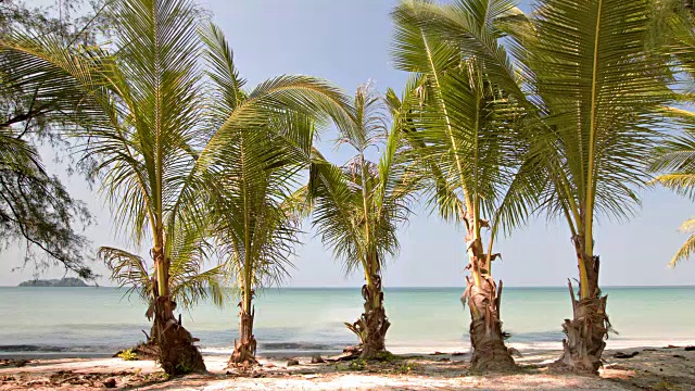 海滩和棕榈视频下载