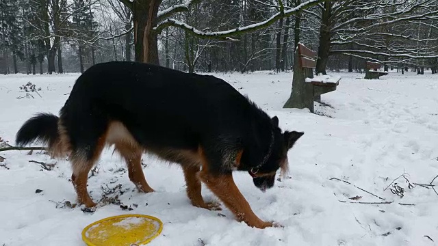 狗吃雪视频下载