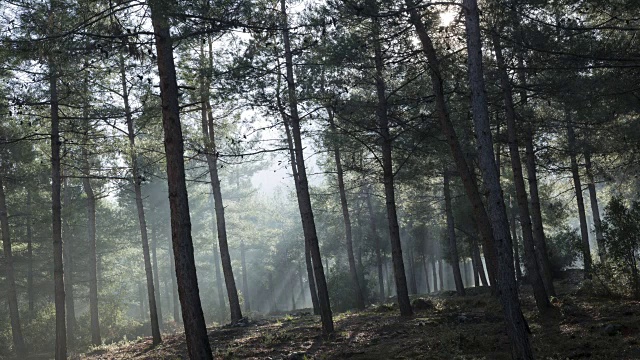 土耳其大雾森林的阳光视频素材