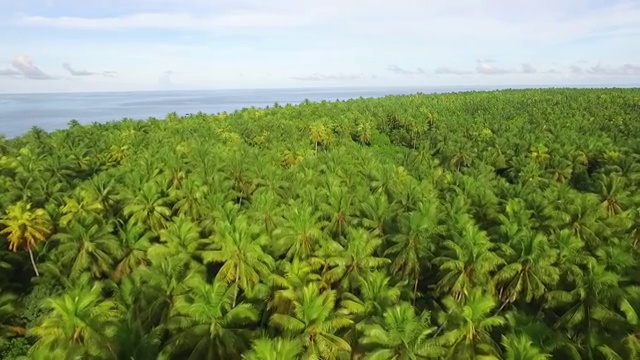 沿着环礁上的椰子林缓慢前进视频下载