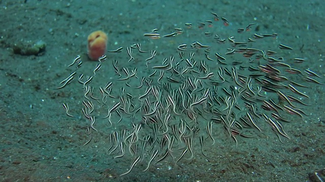 幼斑纹鲶鱼鳗鱼群游视频下载