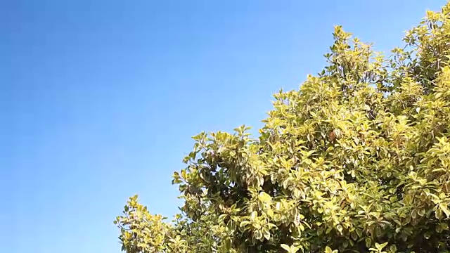 美丽的鸡蛋花树与蓝天视频素材