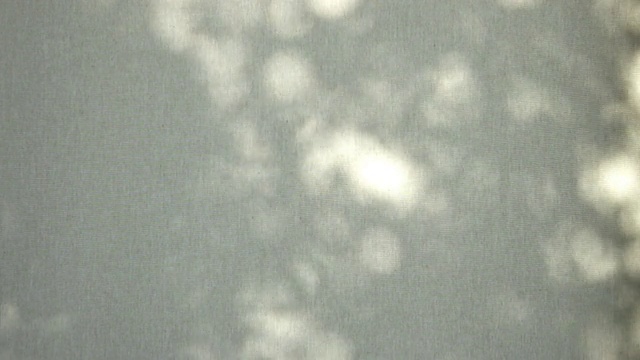 树叶的影子在白色画布上模糊的运动视频下载