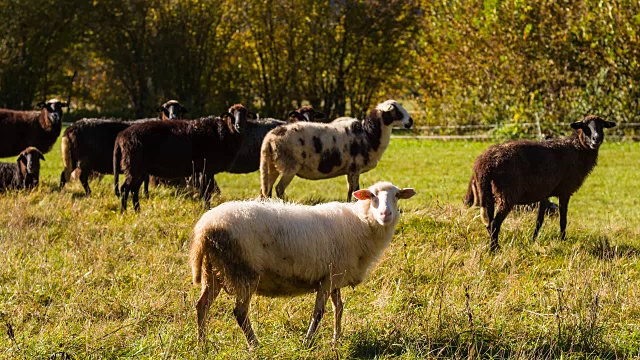 在牧场上吃草的绵羊好奇地看着摄像机视频素材