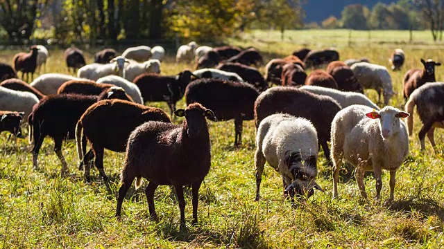 在牧场上吃草的一群羊视频素材