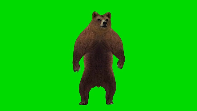 好奇熊绿屏(可循环)视频素材