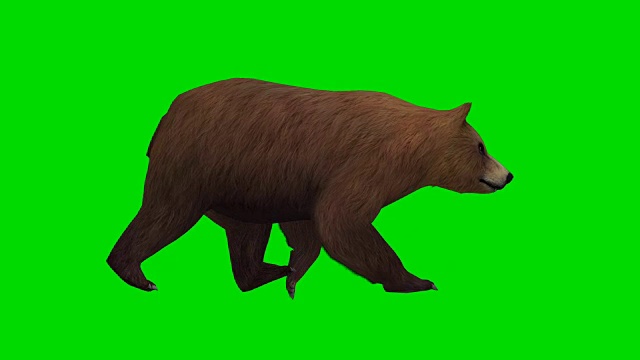 步行熊绿屏(可循环使用)视频素材