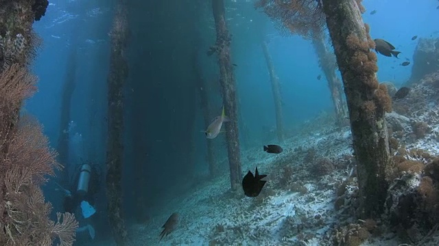 珊瑚生长在拉贾安帕的Arborek Jetty视频下载