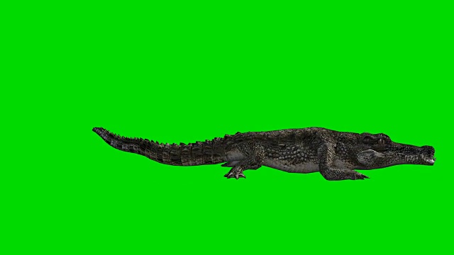 吃鳄鱼绿屏(可循环)视频素材