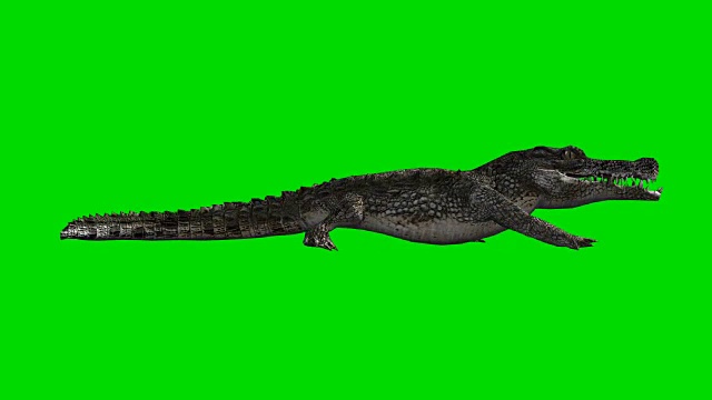 爬行鳄鱼绿屏(可循环)视频素材