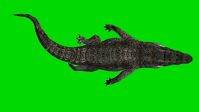 漂浮鳄鱼绿屏(可循环)视频素材