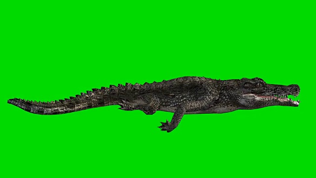 漂浮鳄鱼绿屏(可循环)视频素材