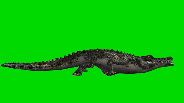 鳄鱼攻击绿屏(可循环)视频素材