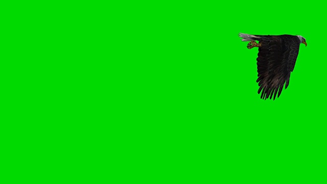 落地鹰绿屏(可循环)视频素材