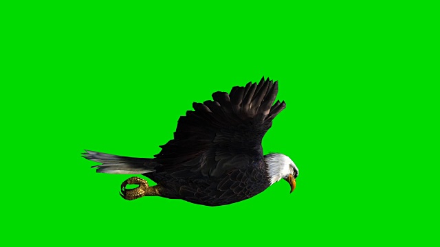飞鹰绿屏(可循环使用)视频素材