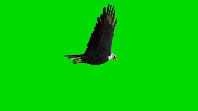 飞鹰绿屏(可循环使用)视频素材