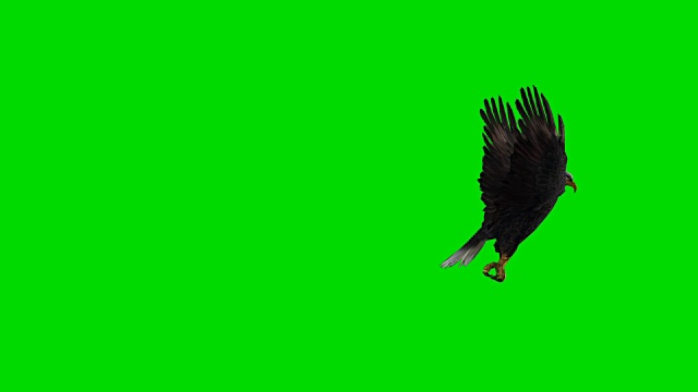 狩猎鹰绿屏(可循环)视频素材
