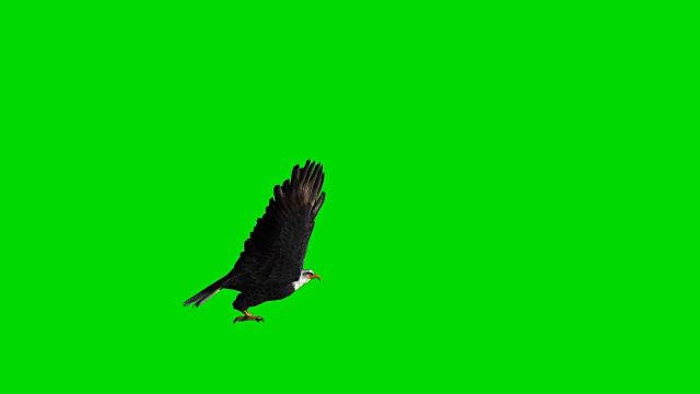 飞鹰绿屏(可循环)视频素材
