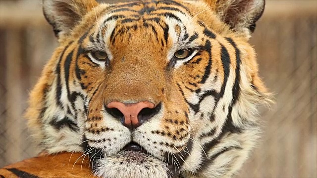 老虎的脸。视频素材