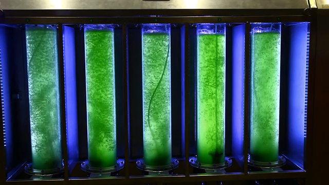 玻璃管绿藻视频素材