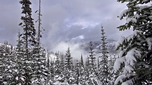 白雪覆盖的树木在风中飘动，云在山间的天空中翻滚。视频素材