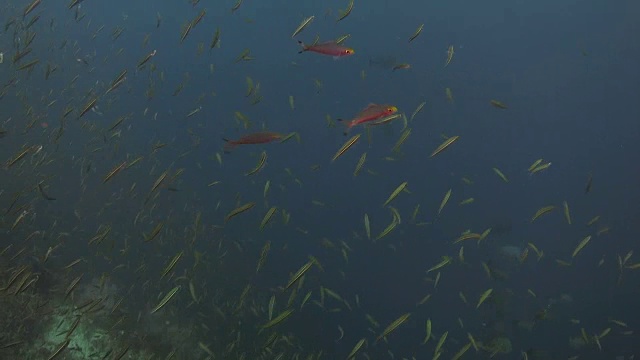 印度尼西亚拉贾·安帕的珊瑚礁中成群结队的热带鱼视频下载