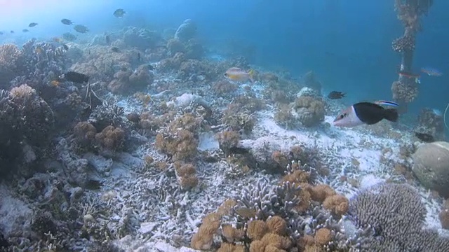 印度尼西亚，在暗礁中游泳的热带珊瑚鱼视频素材