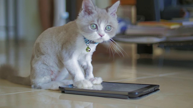 可爱的小猫玩数码平板电脑视频素材