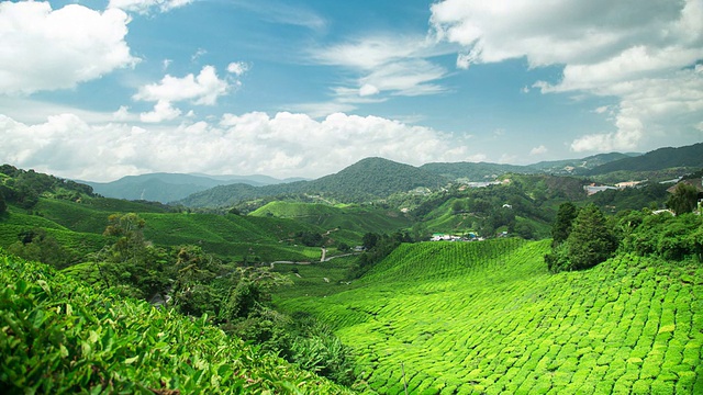 马来西亚彭亨卡梅隆高地的茶园视频素材