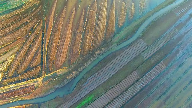 中国云南省年湖黑颈鹤保护区视频下载