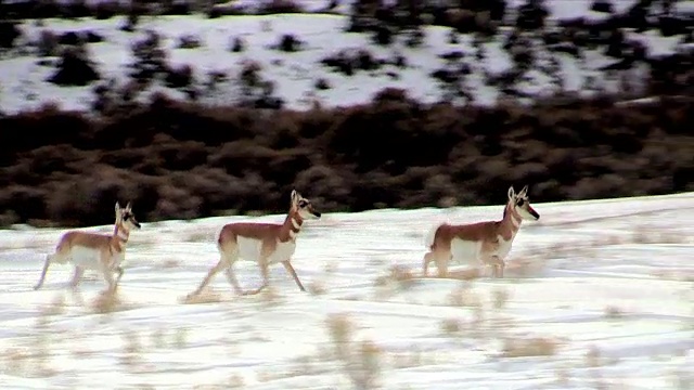 叉角羚，兽群奔跑，黄石国家公园冬天视频素材