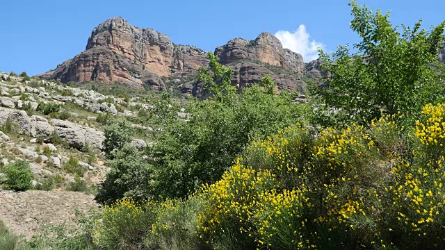 西班牙比利牛斯山岩石悬崖和西班牙金雀花视频素材