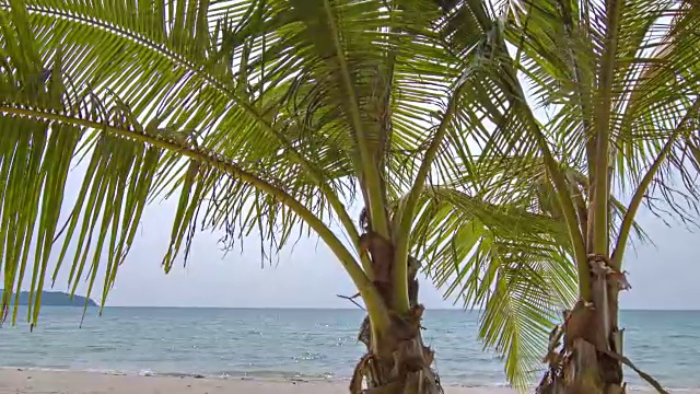 沙滩上的棕榈树视频素材