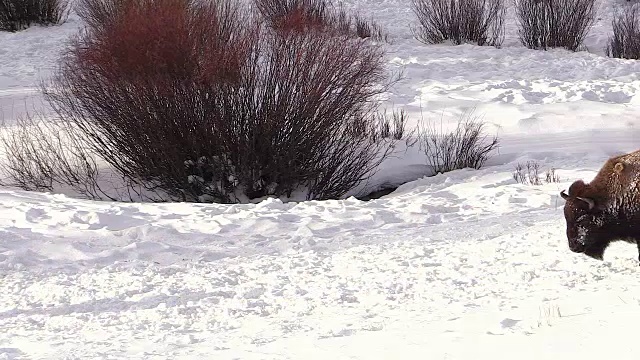 冬天，怀俄明州黄石国家公园的野牛群从山上跑下来视频素材