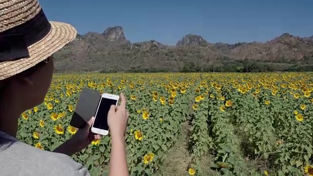 一名女子用智能手机在太阳花地里拍照视频下载