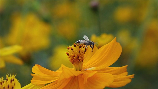蜜蜂从橙花上起飞视频素材