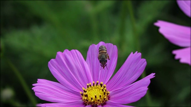 蜜蜂降落在紫罗兰花上，慢镜头。视频下载