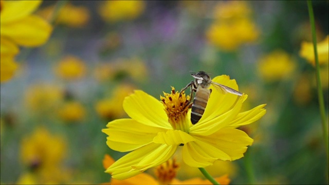 蜜蜂从黄花上起飞视频素材