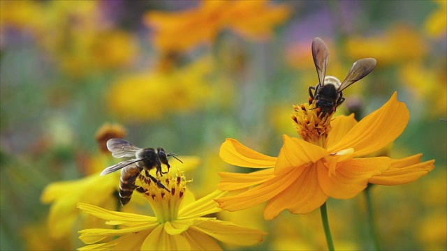 小蜜蜂从黄花上收集食物然后飞走。视频素材