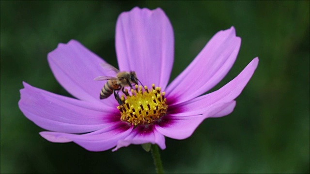 蜜蜂从紫罗兰花上起飞视频素材