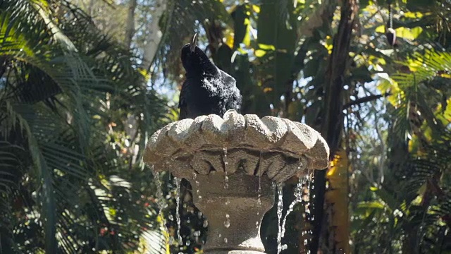 因为天气炎热，鸟在喷泉里凉快下来。高清极慢运动。这只有趣的鸟喜欢在夏天喝淡水。视频下载