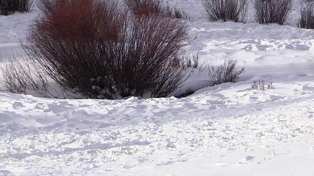 冬天，怀俄明州黄石国家公园里奔跑的野牛视频素材