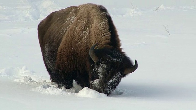 黄石国家公园，怀俄明州，冬天，野牛向前走，用头扫雪视频素材