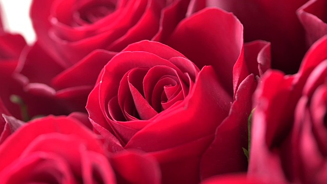 镜头掠过一束美丽的红玫瑰。视频素材