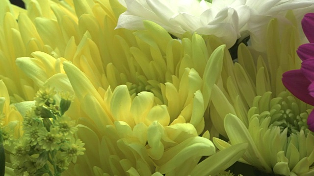 镜头掠过一束彩色的鲜花。视频素材