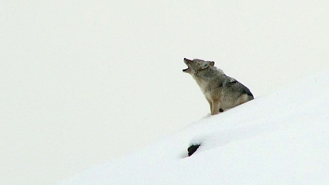 怀俄明州黄石国家公园山坡上坐着嚎叫的郊狼视频下载