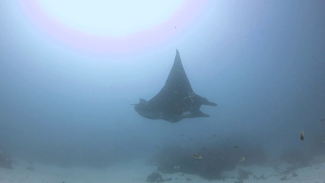 黑蝠鲼在海底清洁站游泳视频下载