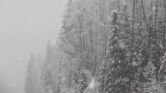 长焦拍摄的雪覆盖常绿森林期间，沉重的雪花暴风雪。视频素材
