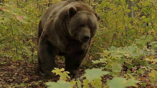 一只灰熊露出了它的尖牙。视频素材